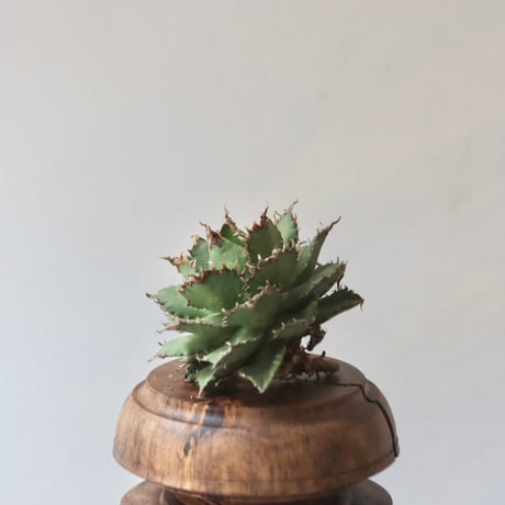 U.S. filigree (Agave titanota filigree) / Style of Chika　no.1227-52