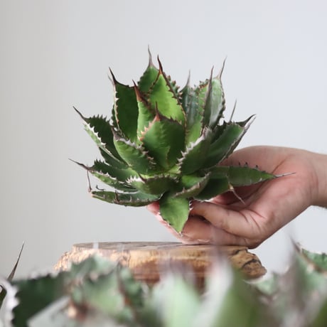 Agave horrida / Style of Chika　no.42159