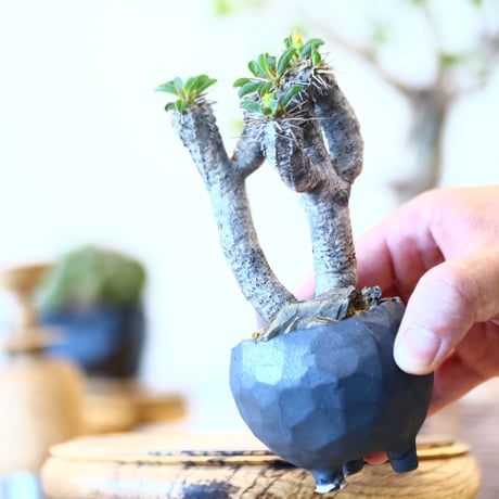 Euphorbia guillauminiana × たけろうポット   no.91708
