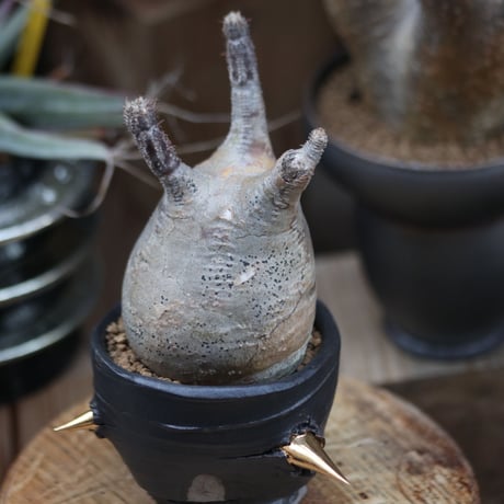 パキポディウム  グラキリス／Pachypodium  gracilius   no.12208