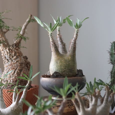 Pachypodium gracilius × たけろうポット    no.51225