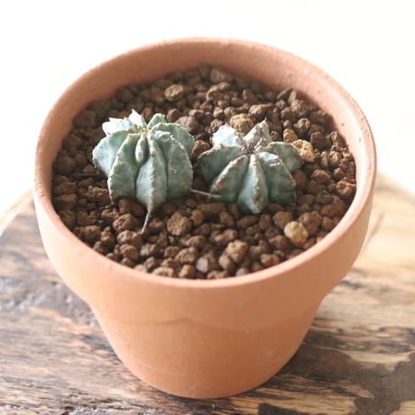 Euphorbia horrida × YAMABACHI   no.51904