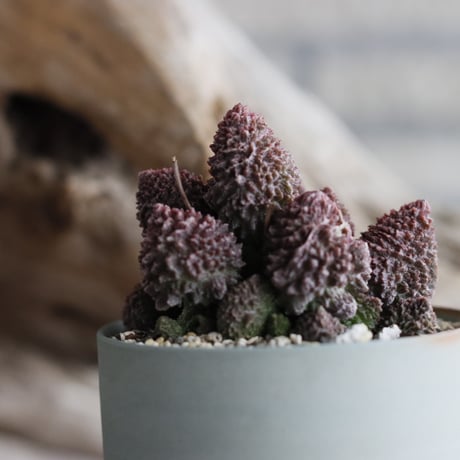 Adromischus marianiae var.herrei  × 備前鉢3号/ IRIETTY  no.607-12