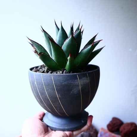 アガベ　ブルーグロー Agave 'Blue Glow'   no.32901