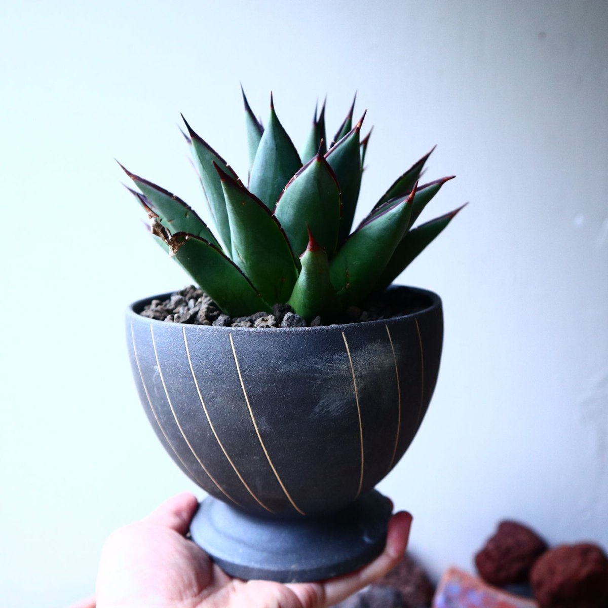 アガベ Agave ' Glow' 218 fit=scale-down,w=1200