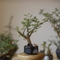 たけろうポット/ チギリ / スミ / LL no.623-73 | 芽の巣山