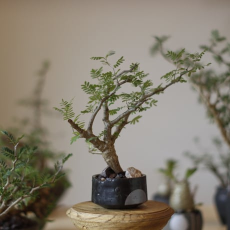 センナメリディオナリス | STORES