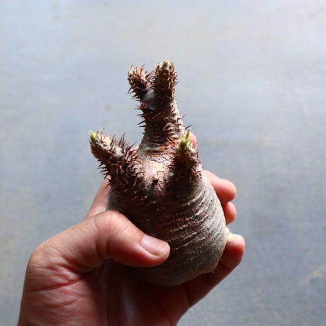 パキポディウム グラキリス 抜苗  Pachypodium rosulatum var. gracilius no.92928