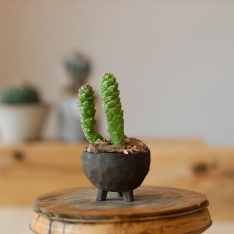 Monadenium ritchiei × takero pot  no.111/30