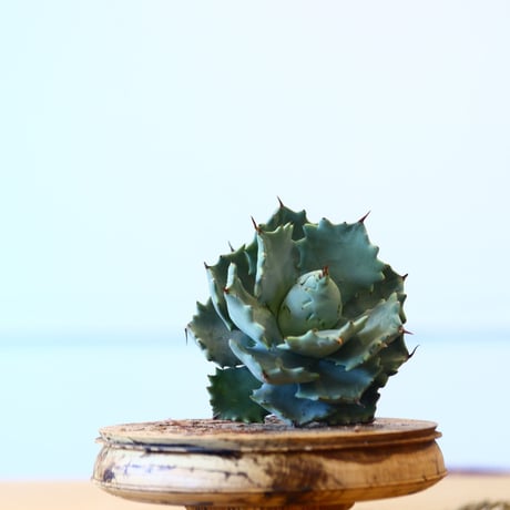 Agave Isthmensis / Style of Chika   no.1015/89