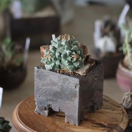 Turbinicarpus alonsoi × takero pot　 no.1201-6