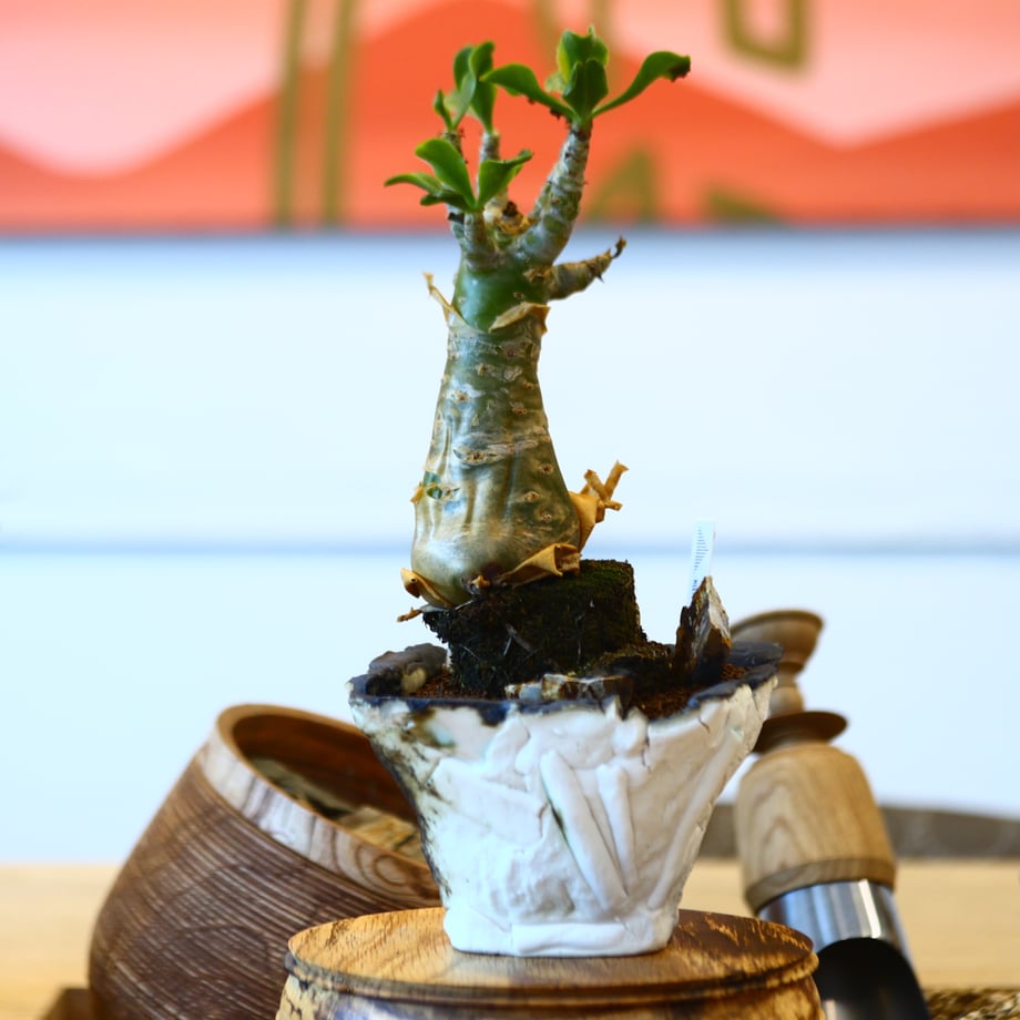 654f040a73ce6e03a25d006e