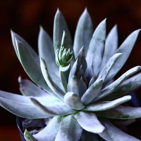 ダドレア ブリトニー  仙女盃   Dudleya brittonii    no.111589