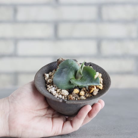 Agave  ”Papilio platanioides” × takero pot (4号)  no.621/64