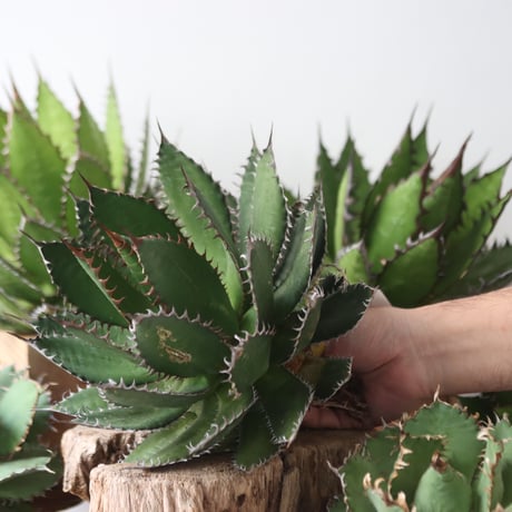 U.S. horrida -By the way (Agave horrida) / Style of Chika　no.1206-49
