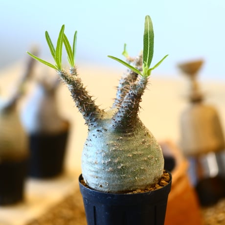 Pachypodium gracilius   no.32419
