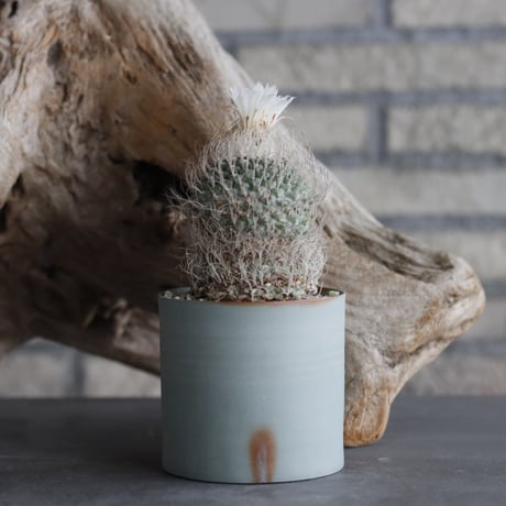 Strombocactus disciformis × 備前鉢3号 / snp plants  no.607-45