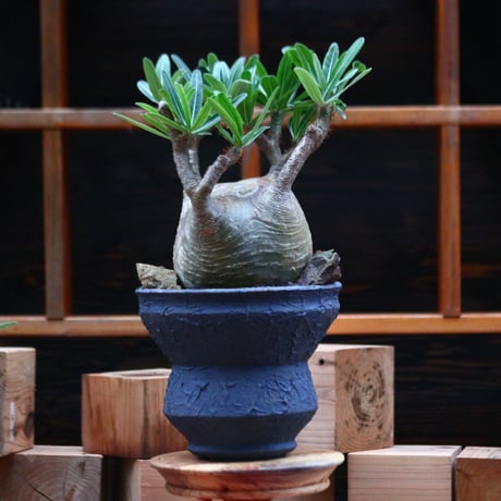パキポディウム  グラキリス ／Pachypodium  gracilius     no.102478