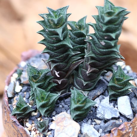 ハオルチア ビスコーサ / Haworthia viscosa   no.30516