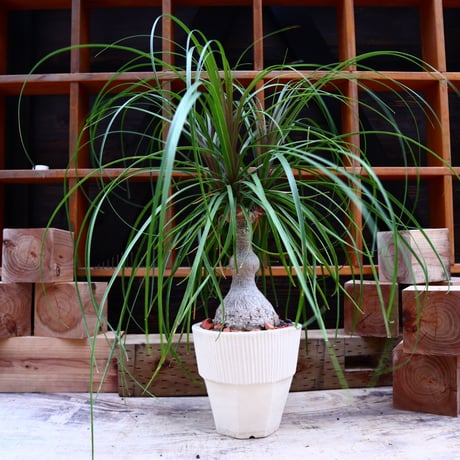 トックリラン／Beaucarnea recurvata   no.60650
