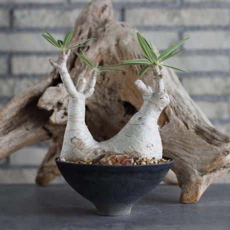 Pachypodium gracilius × takero pot (5号)  no.629-35