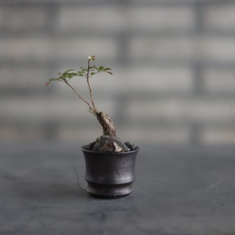 Operculicarya decaryi × takero pot (2号)  no.907-48