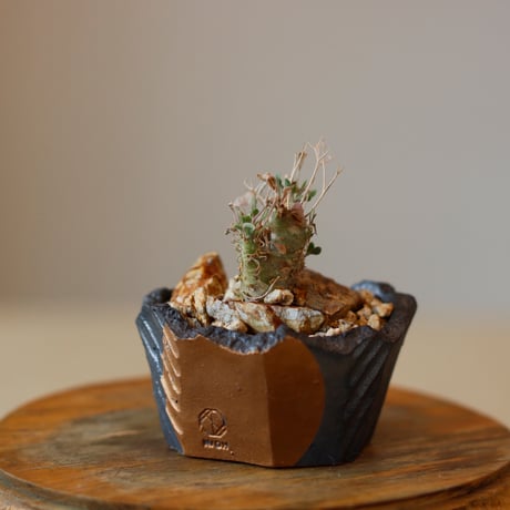 ユーフォルビオイデス | STORES