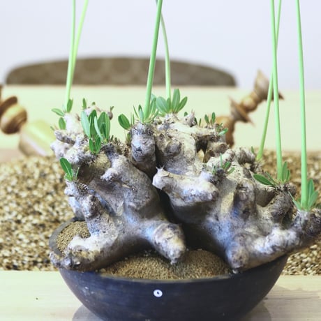 パキポディウム ブレビカリックス / Pachypodium densiflorum var. brevicalyx   no.42306
