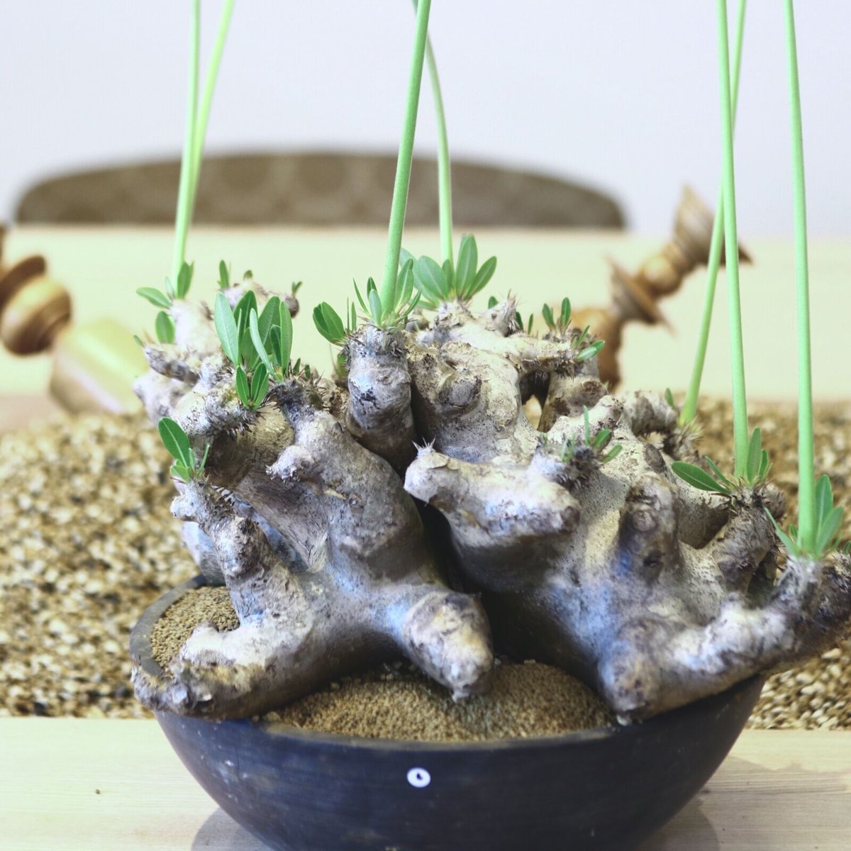 パキポディウム ブレビカリックス / Pachypodium densiflorum var.