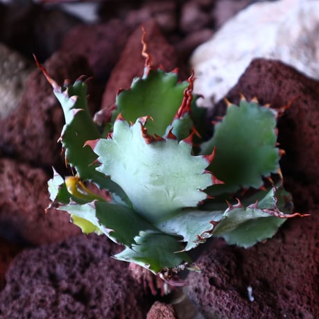 アガベ   ポタトラム 'Spawn'      Agave potatorum 'Spawn'      no.30857