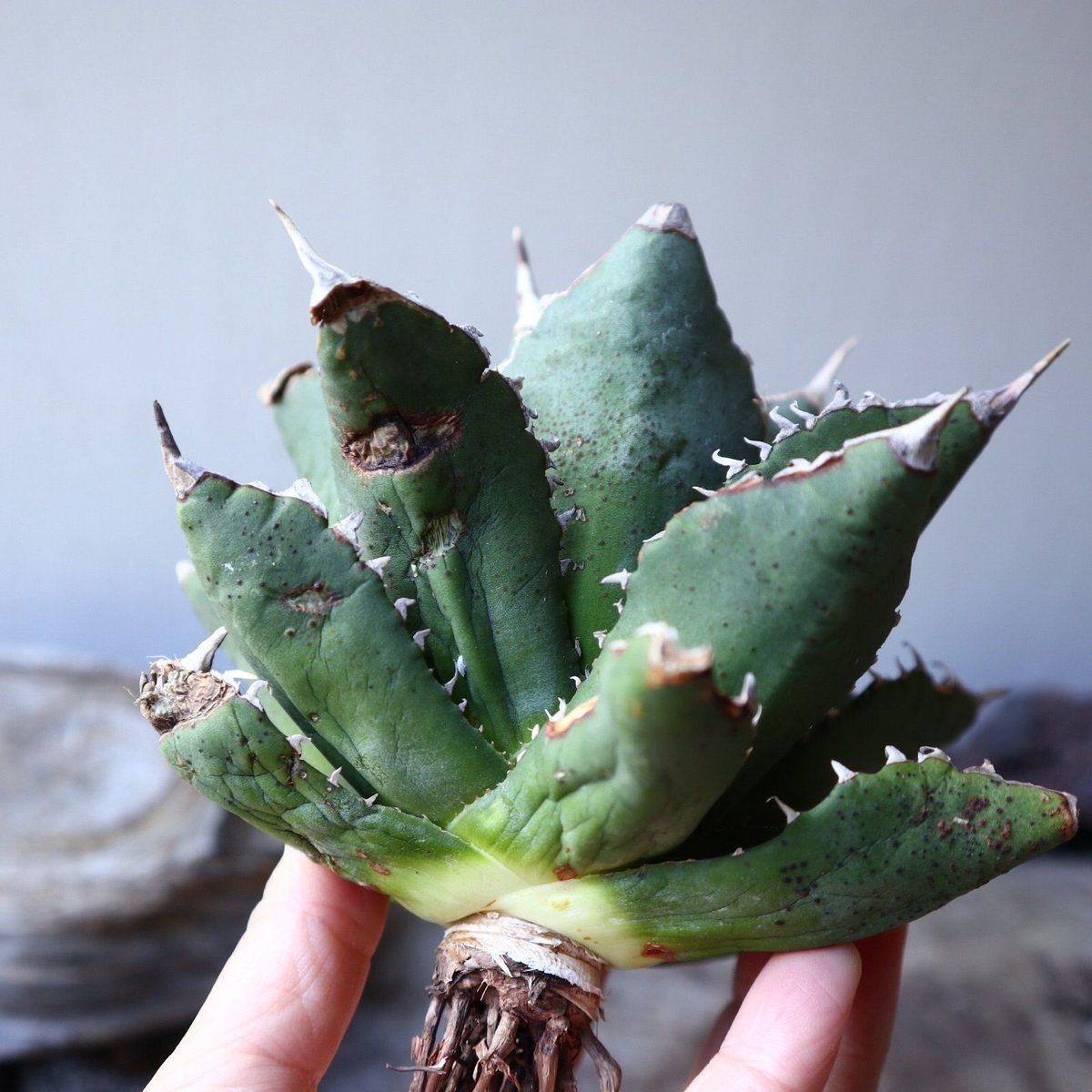 アガベ　チタノタ　暁？ Yahoo!オークション - 【Lj_plants】Q219 アガベ チタノタ 金蝉