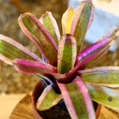 Neoregelia carolinae × YAMABACHI     no.10791