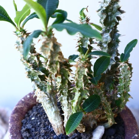 Euphorbia sp.nova Beraketa   no.60213