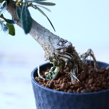 オリーブ　Olea europaea　 no.110845-4