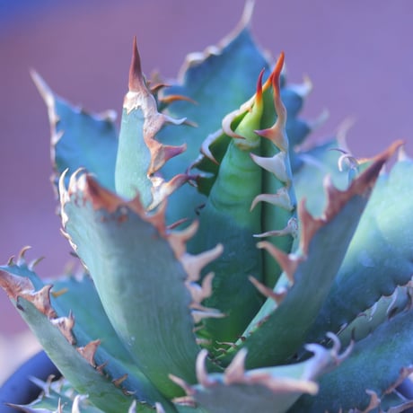 アガベ  レッドキャットウィールズ  Agave titanota"Red Catweezle”    no.20742-1