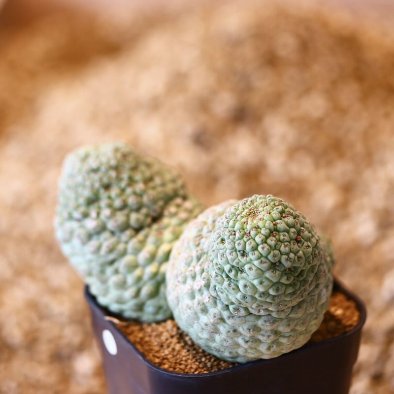 ラリレアキア カクティフォルメ 仏頭玉 / Larryleachia cactiformis
