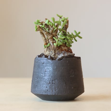 Portulacaria pygmaea × N/OH   no.309-6