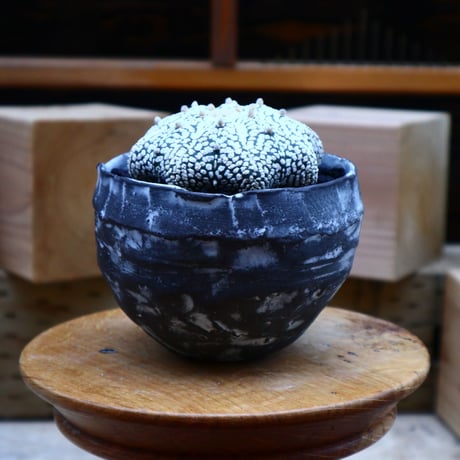 アストロフィツム スーパー兜／Astrophytum asterias 'Super Kabuto'    no.70401
