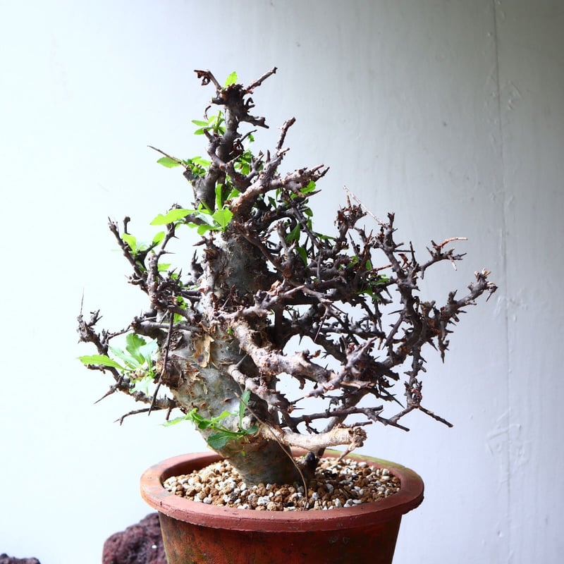 コミフォラ エミニー Commiphora eminii no.72125 | 芽の巣山