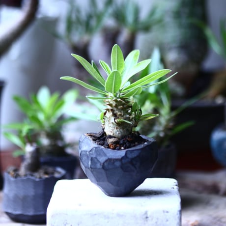 パキポディウム  マカイエンセ 実生   Pachypodium Makayense   no.71911