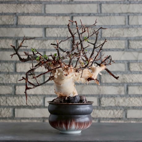 Commiphora kataf (pure) × 山山 特別共作鉢 (5号)  no.1019/2