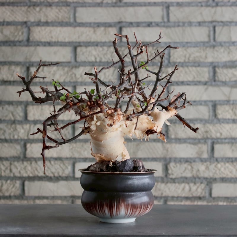 Commiphora kataf (pure) × 山山 特別共作鉢 (5号) no.101
