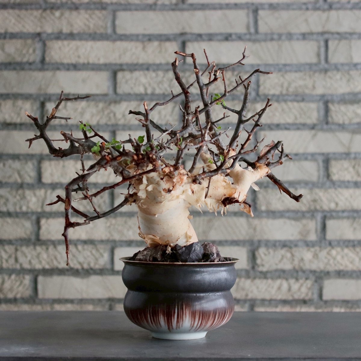 塊根植物 コミフォラ カタフ ピュア Commiphora kataf pure Commiphora kataf (pure) × 山山 特別共作鉢 (5号) no.101