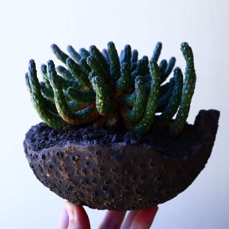 ユーフォルビア　エスクレンタ　現地球 ユーフォルビア エスクレンタ Euphorbia esculenta no.40718