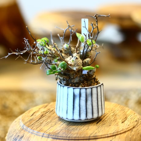 Tylecodon reticulate × N/OH  no.31003