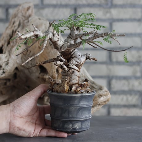 Boswellia neglecta × Yuta Uchida (3.5号)  no.629-41