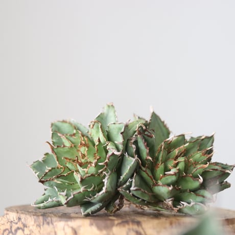 Agave titanota filigree Devil/ Style of Chika　no.42135
