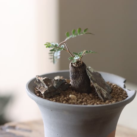 Operculicarya  pachypus × N/OH  no.905-1