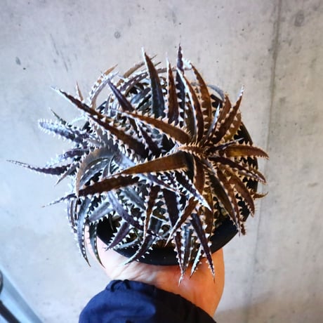 Dyckia (Arizona × choristaminea) × (Brittle Star × Bill paylen) Bill Baker hybrid     014