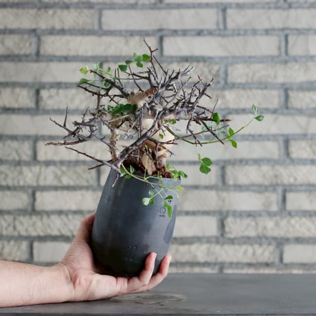 Commiphora kataf (pure) × N/OH (3.5号)  no.1019/3